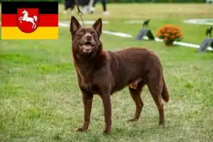 Read more about the article Australian Kelpie Züchter und Welpen in Niedersachsen