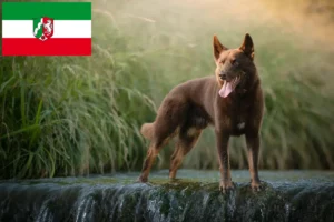 Read more about the article Australian Kelpie Züchter und Welpen in Nordrhein-Westfalen