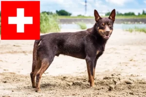 Read more about the article Australian Kelpie Züchter und Welpen in der Schweiz