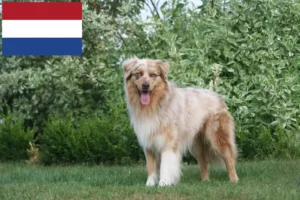 Mehr über den Artikel erfahren Australian Shepherd Züchter und Welpen in den Niederlanden
