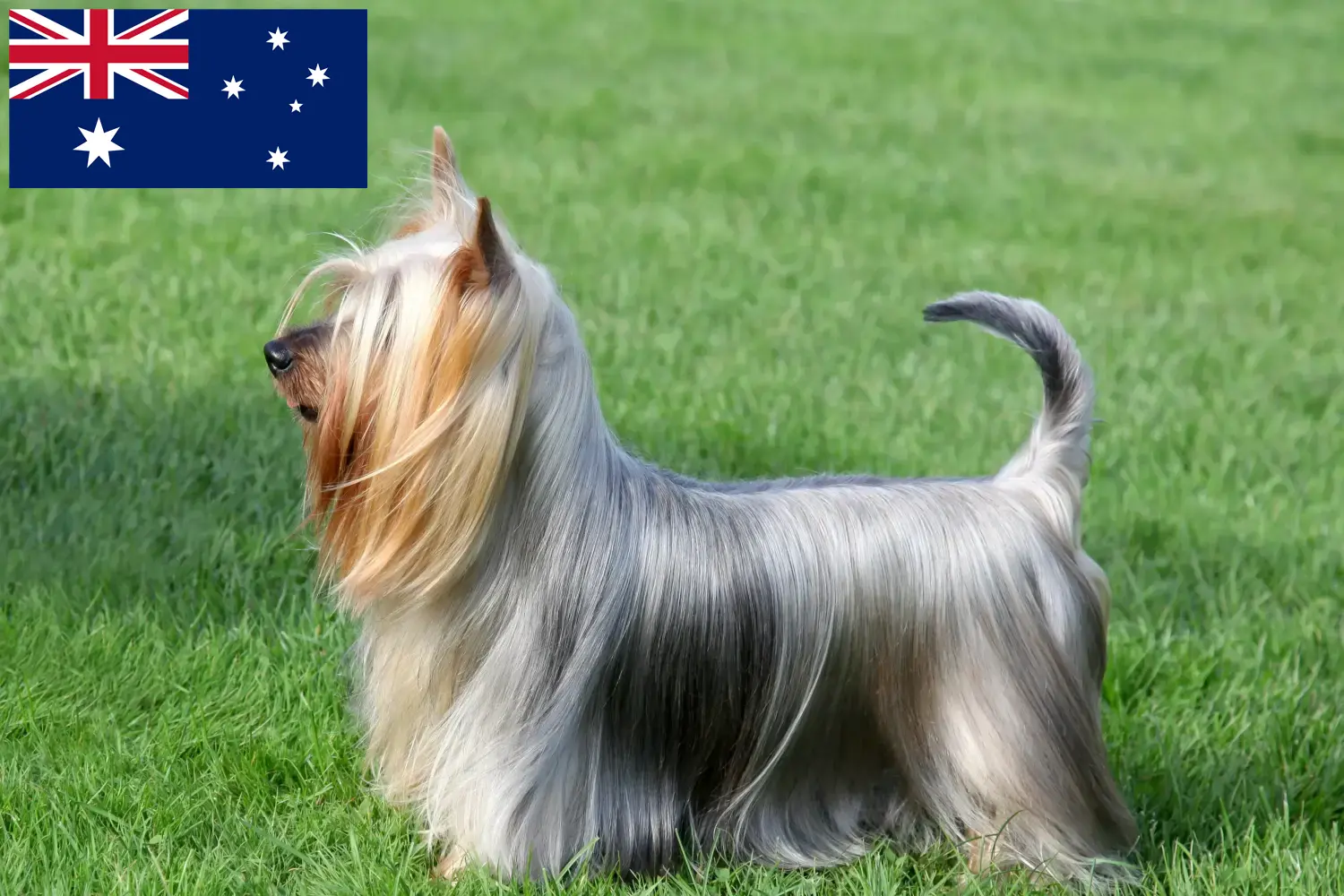 Australian Silky Terrier Welpen und Züchter Australien Hier findest Du Australian Silky Terrier Züchter in Australien.
