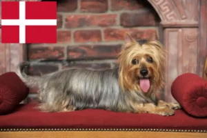 Mehr über den Artikel erfahren Australian Silky Terrier Züchter und Welpen in Dänemark