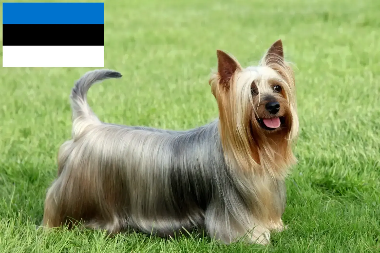 Australian Silky Terrier Welpen und Züchter Estland Hier findest Du Australian Silky Terrier Züchter in Estland.