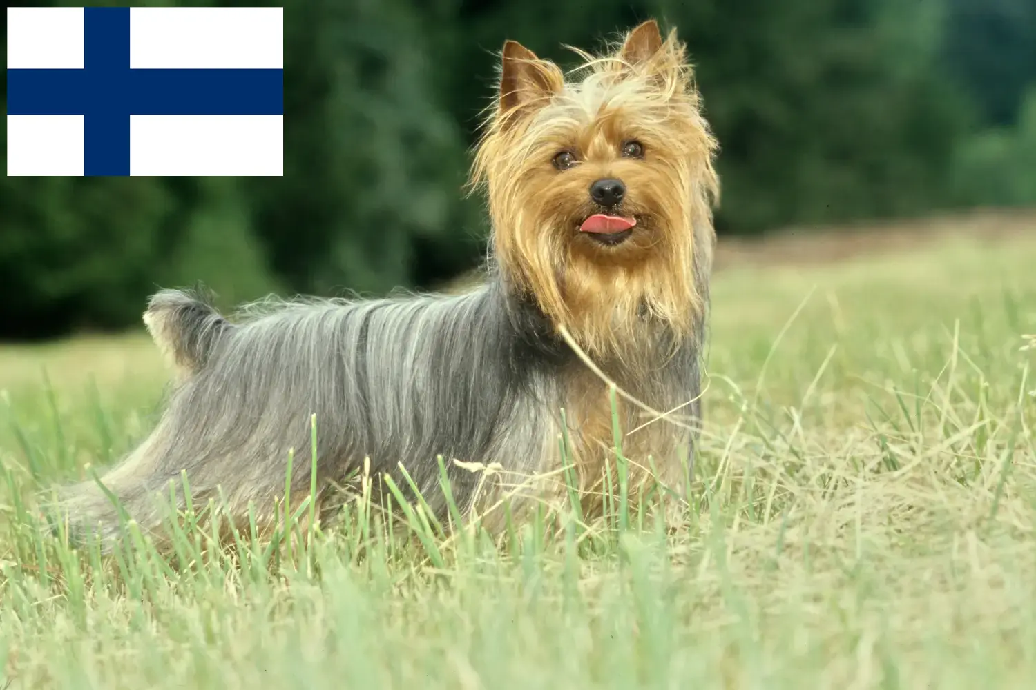 Australian Silky Terrier Welpen und Züchter Finnland Hier findest Du Australian Silky Terrier Züchter in Finnland.