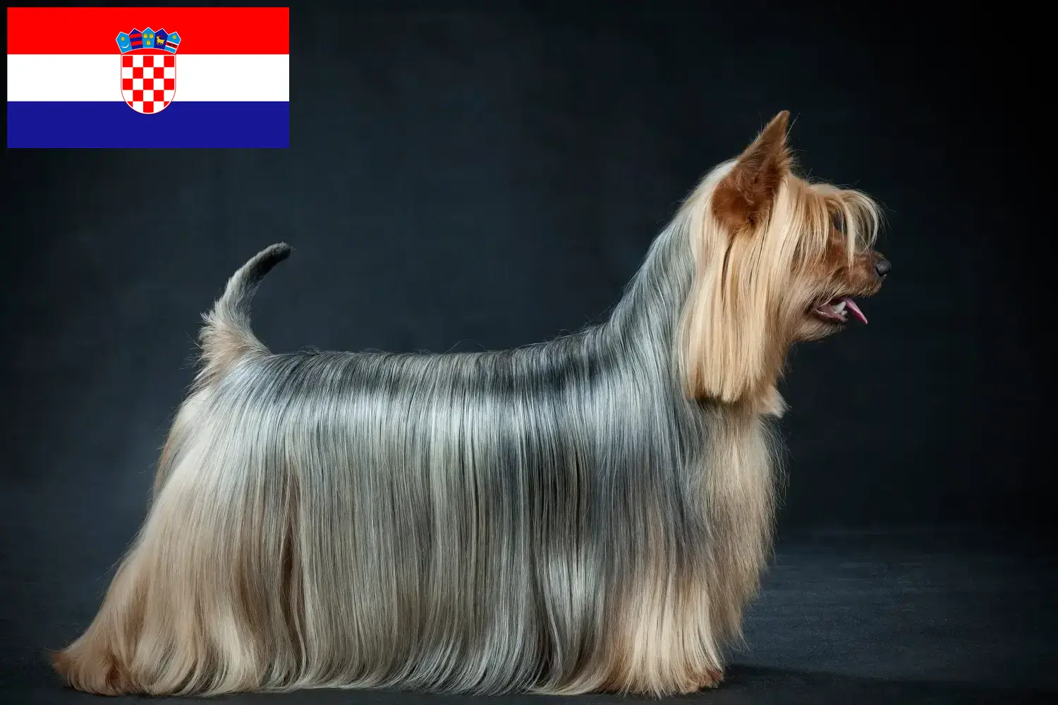Australian Silky Terrier Welpen und Züchter Kroatien Hier findest Du Australian Silky Terrier Züchter in Kroatien.
