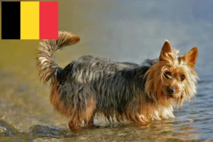 Read more about the article Australian Terrier Züchter und Welpen in Belgien