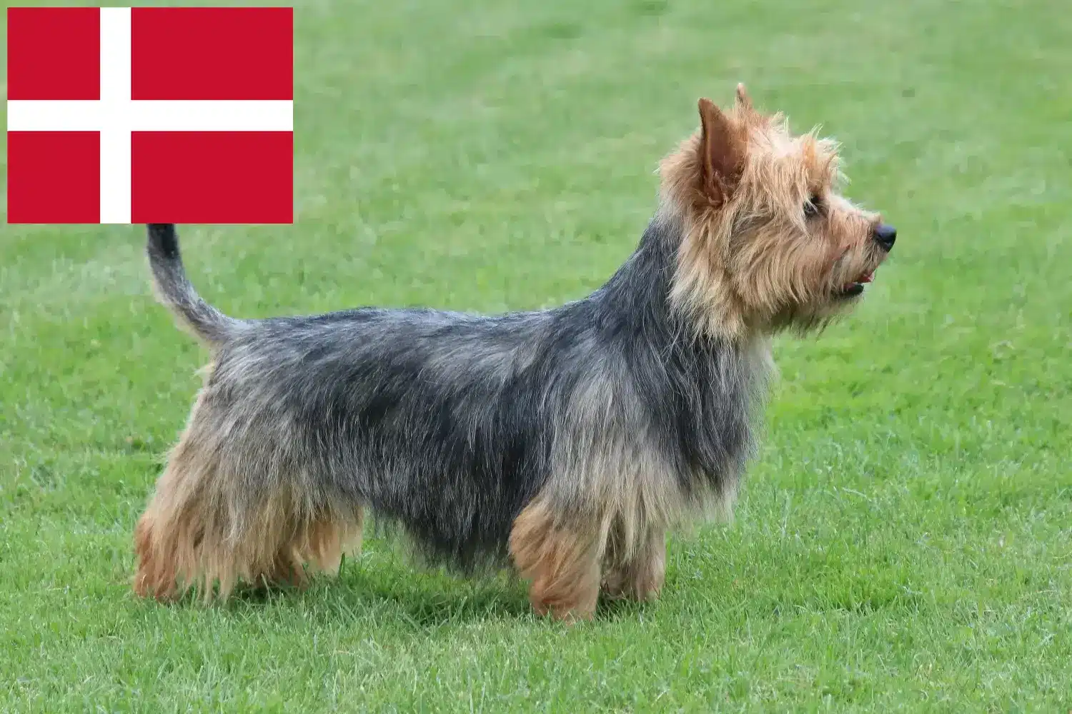 Australian Terrier Welpen und Züchter Dänemark Hier findest Du Australian Terrier Züchter in Dänemark.