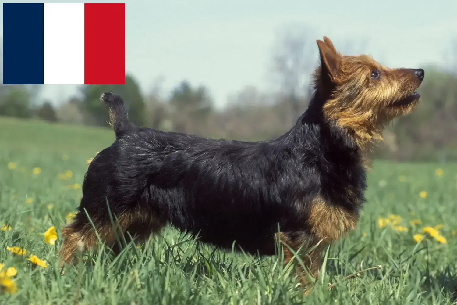 Australian Terrier Welpen und Züchter Frankreich Hier findest Du Australian Terrier Züchter in Frankreich.