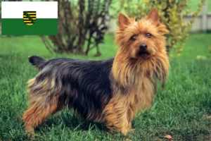 Read more about the article Australian Terrier Züchter und Welpen in Sachsen