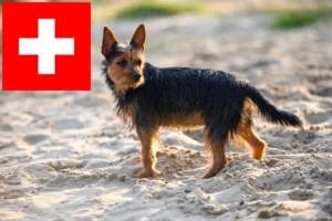 Read more about the article Australian Terrier Züchter und Welpen in der Schweiz