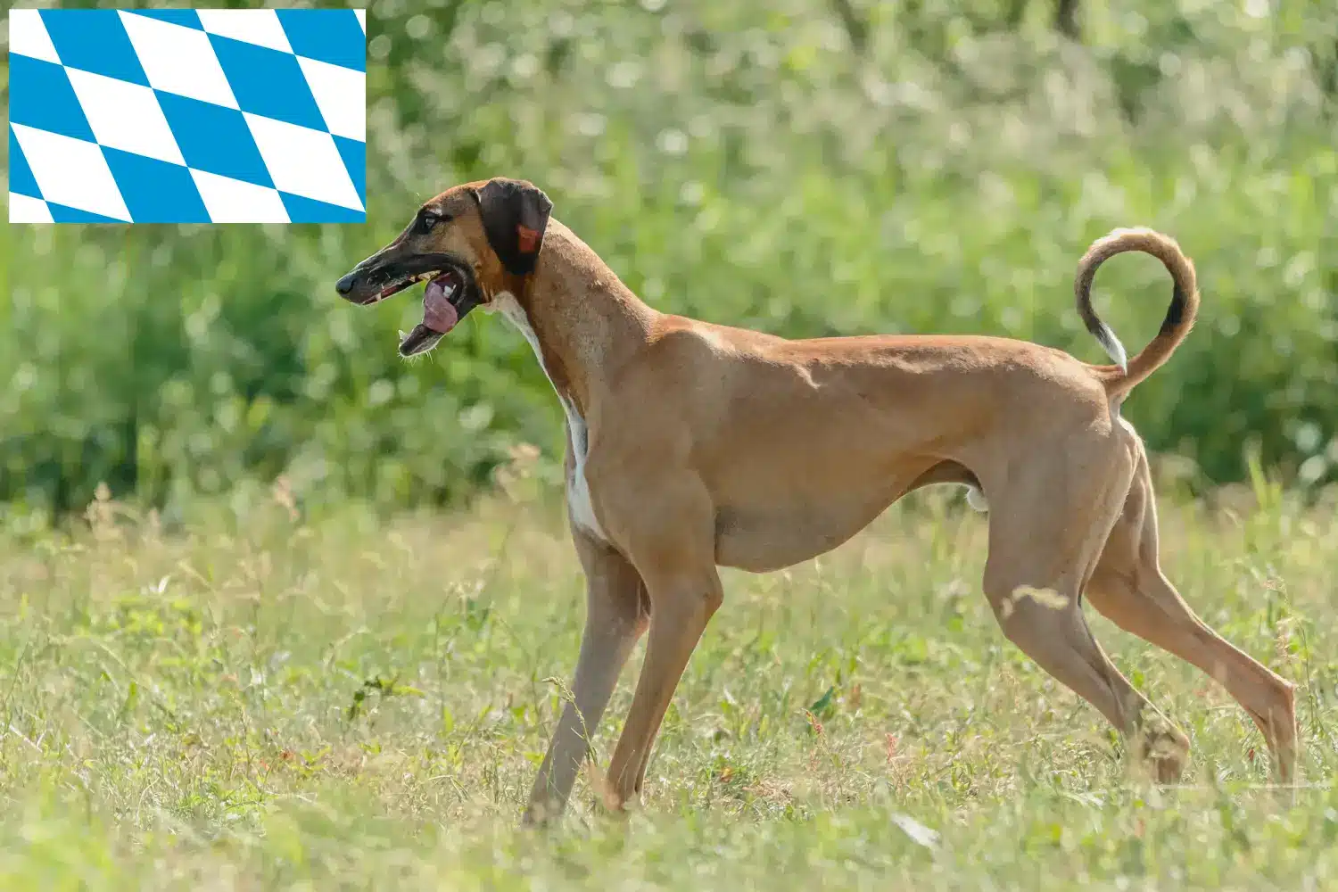 Azawakh Welpen und Züchter Bayern Hier findest Du Azawakhs Züchter in Bayern.
