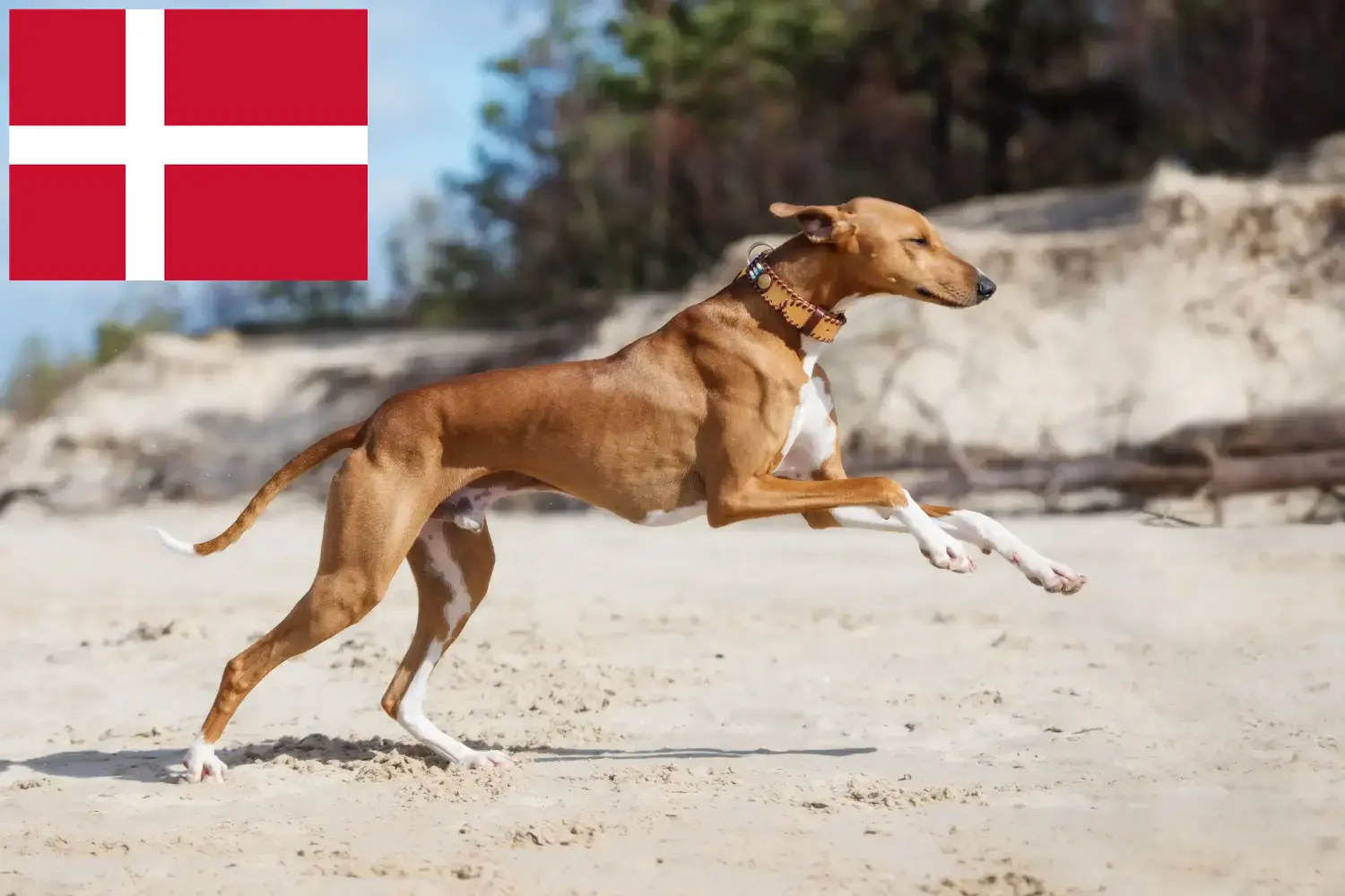 Azawakh Welpen und Züchter Dänemark Hier findest Du Azawakhs Züchter in Dänemark.