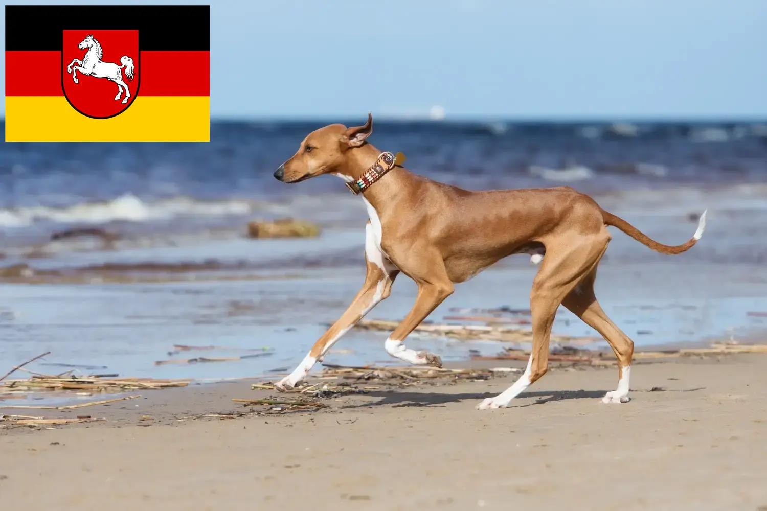 Azawakh Welpen und Züchter Niedersachsen Hier findest Du Azawakhs Züchter in Niedersachsen.