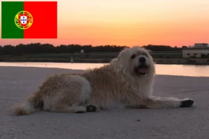 Mehr über den Artikel erfahren Barbado da Terceira Züchter und Welpen in Portugal
