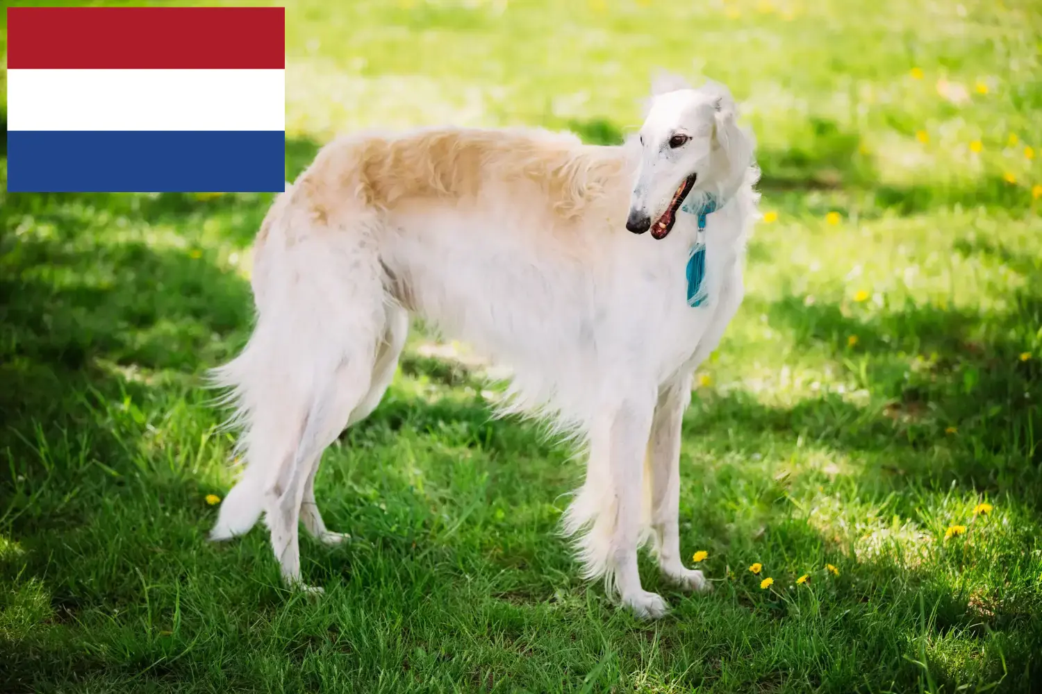 Barsoi Welpen und Züchter Niederlande Hier findest Du Barsois Züchter in den Niederlanden.