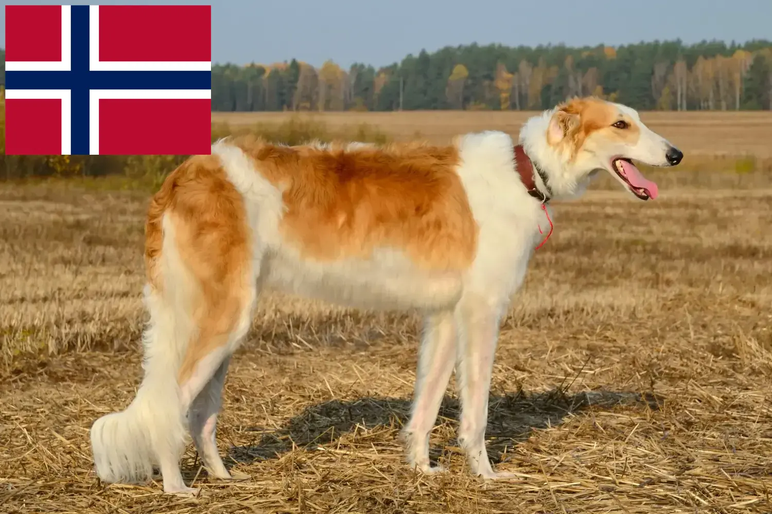 Barsoi Welpen und Züchter Norwegen Hier findest Du Barsois Züchter in Norwegen.