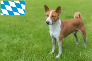 Read more about the article Basenji Züchter und Welpen in Bayern