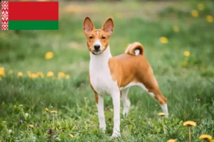 Read more about the article Basenji Züchter und Welpen in Belarus