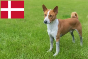 Read more about the article Basenji Züchter und Welpen in Dänemark