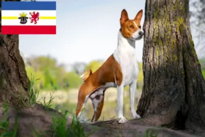 Read more about the article Basenji Züchter und Welpen in Mecklenburg-Vorpommern