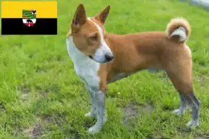 Read more about the article Basenji Züchter und Welpen in Sachsen-Anhalt