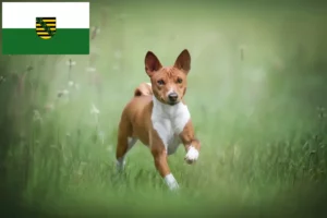 Read more about the article Basenji Züchter und Welpen in Sachsen