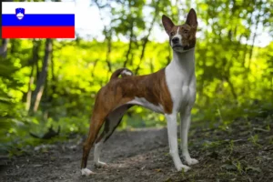 Read more about the article Basenji Züchter und Welpen in Slowenien