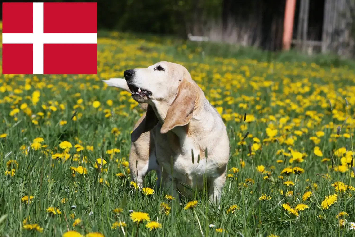 Basset Artésien Normand Welpen und Züchter Dänemark Hier findest Du Basset Artésien Normands Züchter in Dänemark.