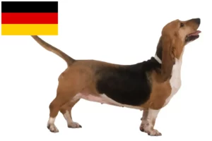 Mehr über den Artikel erfahren Basset Artésien Normand Züchter und Welpen in Deutschland