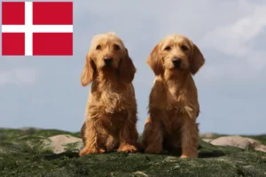 Read more about the article Basset fauve de Bretagne Züchter und Welpen in Dänemark