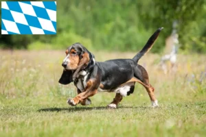 Read more about the article Basset Hound Züchter und Welpen in Bayern