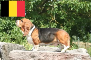 Read more about the article Basset Hound Züchter und Welpen in Belgien