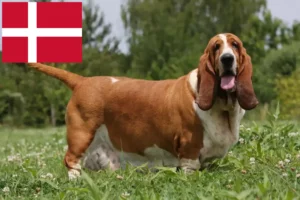 Read more about the article Basset Hound Züchter und Welpen in Dänemark