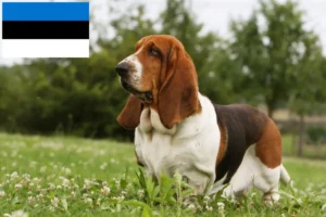 Read more about the article Basset Hound Züchter und Welpen in Estland