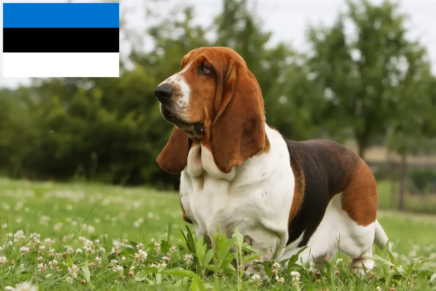 Basset Hound Welpen und Züchter Estland Hier findest Du Basset Hounds Züchter in Estland.