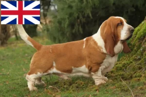 Read more about the article Basset Hound Züchter und Welpen in Großbritannien