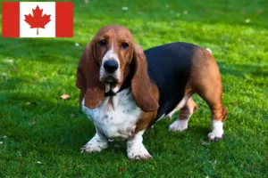 Read more about the article Basset Hound Züchter und Welpen in Kanada