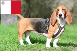 Read more about the article Basset Hound Züchter und Welpen auf Malta