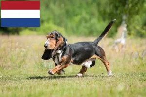 Read more about the article Basset Hound Züchter und Welpen in den Niederlanden