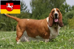 Mehr über den Artikel erfahren Basset Hound Züchter und Welpen in Niedersachsen