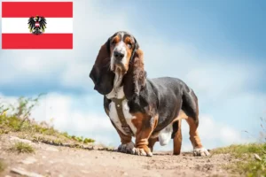 Read more about the article Basset Hound Züchter und Welpen in Österreich