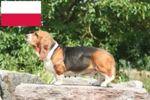 Read more about the article Basset Hound Züchter und Welpen in Polen