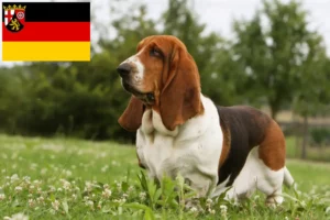 Read more about the article Basset Hound Züchter und Welpen in Rheinland-Pfalz