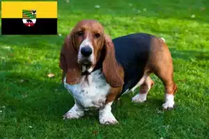 Read more about the article Basset Hound Züchter und Welpen in Sachsen-Anhalt