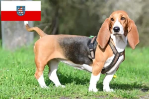 Read more about the article Basset Hound Züchter und Welpen in Thüringen