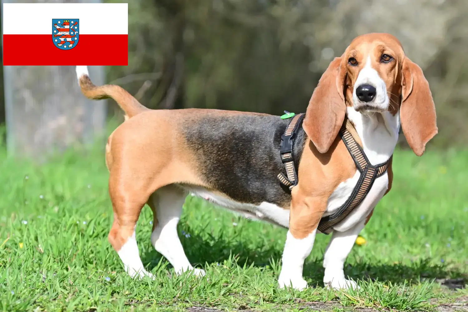 Basset Hound Welpen und Züchter Thüringen Hier findest Du Basset Hounds Züchter in Thüringen.