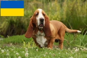 Read more about the article Basset Hound Züchter und Welpen in der Ukraine