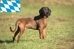 Read more about the article Bayerischer Gebirgsschweißhund Züchter und Welpen in Bayern