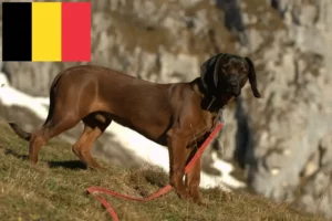 Mehr über den Artikel erfahren Bayerischer Gebirgsschweißhund Züchter und Welpen in Belgien