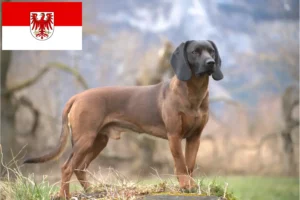 Read more about the article Bayerischer Gebirgsschweißhund Züchter und Welpen in Brandenburg